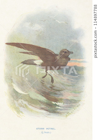 歐洲鳥類插畫海燕 114897788