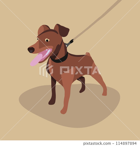 Vector isolated illustration of a miniature pinscher dog. 114897894