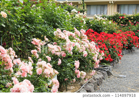 Jingu Rose Garden in full bloom 114897918