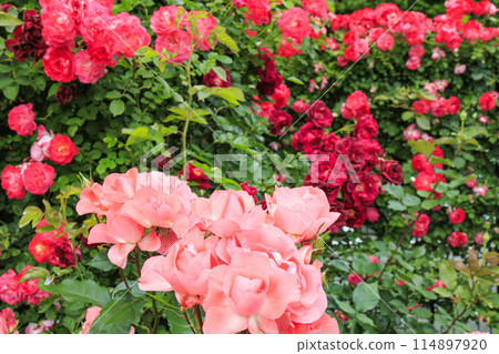 Jingu Rose Garden in full bloom 114897920