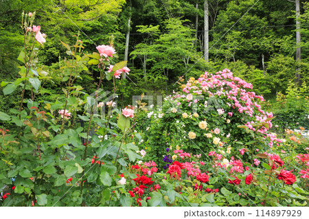 Jingu Rose Garden in full bloom 114897929