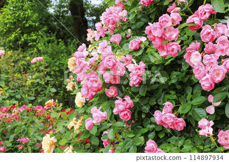 Jingu Rose Garden in full bloom 114897934