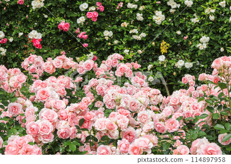 Jingu Rose Garden in full bloom Jingu Rose Garden in full bloom 114897958
