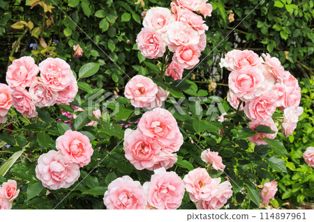 Jingu Rose Garden in full bloom Jingu Rose Garden in full bloom 114897961
