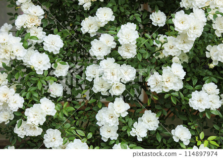 Jingu Rose Garden in full bloom 114897974