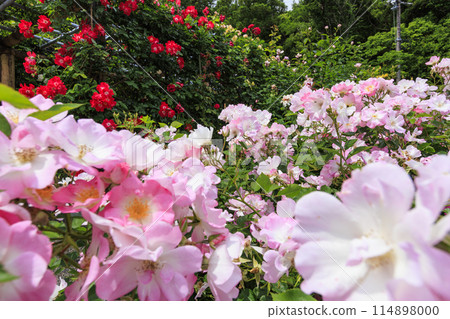 盛開的金谷玫瑰園 114898000