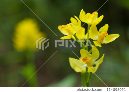 Golden orchid blooming in Satoyama 114898051