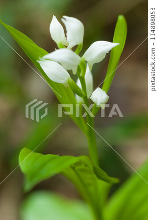 里山的銀杏蘭花 114898053