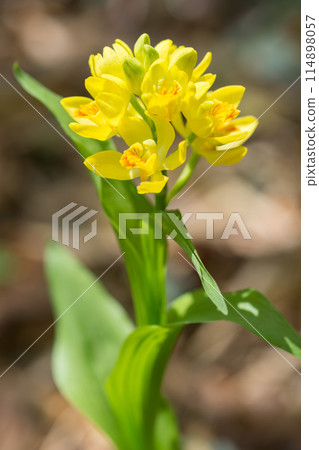 里山盛開的金蘭花 114898057