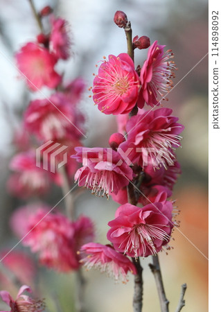 Red plum flower Red plum flower 114898092