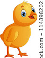 Cartoon little chick isolated on white background 114898202