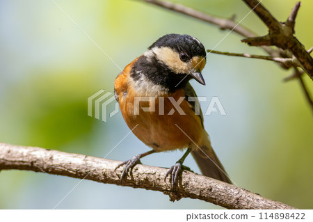 Varied tit perched on a branch 114898422