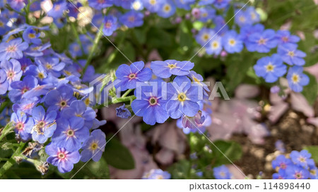 五月勿忘我花開 114898440