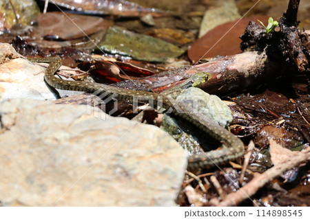 A viper hunting for prey in the river 114898545