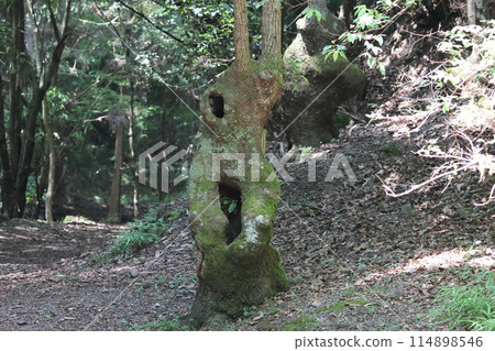 Odaiba Oak Forest 114898546