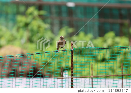 A female white-throated sparrow perched on a fence 114898547