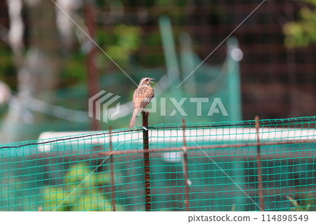 White-tailed deer stopping at a fence White-tailed deer stopping at a fence 114898549