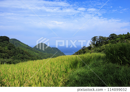 Rice terraces and red spider lilies in autumn (before harvest) (Rice terraces in Ishibe, Matsuzaki-cho, Shimogamo-gun, Shizuoka Prefecture) 114899032