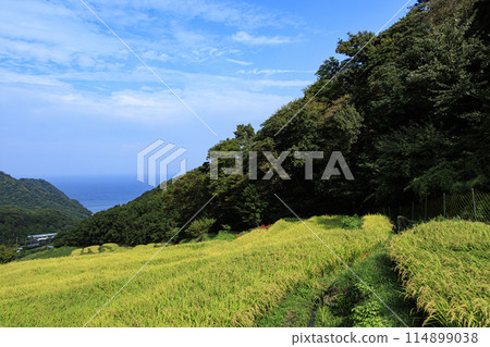秋季（收成前）的梯田與紅叢孤挺花（靜岡縣下鴨郡松崎町石部的梯田） 114899038