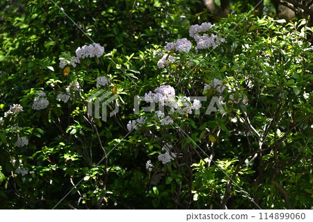 Kalmia flower, European rhododendron 114899060