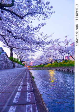 Gojo River at dusk and cherry blossoms in full bloom 114899104