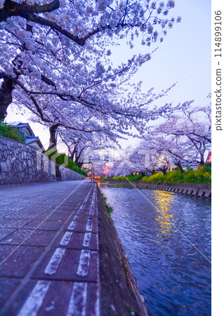 Gojo River at dusk and cherry blossoms in full bloom 114899106