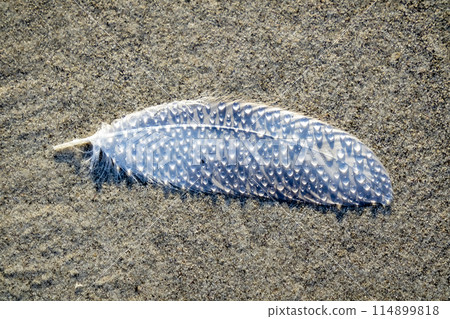 Beautiful feather with water drops on the beach Beautiful feather with water drops on the beach 114899818
