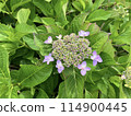 淺紫色繡球花02 114900445