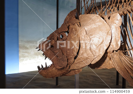 Dinosaur exhibits at the Fukui Prefectural Dinosaur Museum in Fukui 114900459