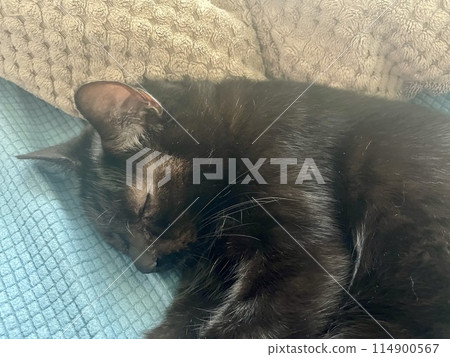 Black cat Black cat 114900567