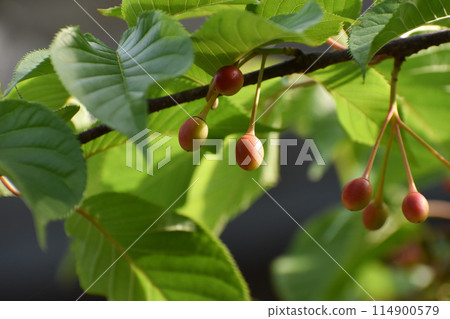 櫻桃和新鮮的綠色 114900579