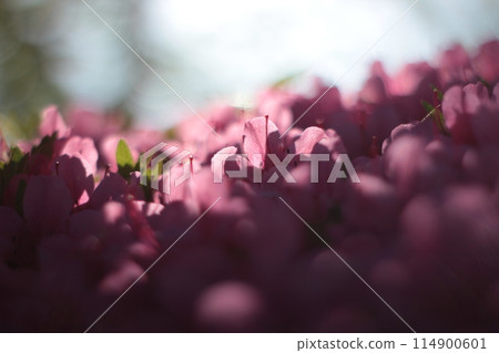 Azalea with shallow depth of field 114900601