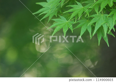 Blue autumn leaves with bokeh 114900603