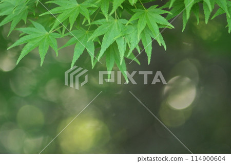 Blue maple leaves with bokeh copy space 114900604