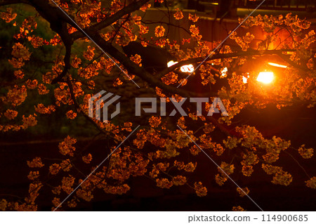 夜晚的五條川沿岸的櫻花燈火通明 夜晚的五條川沿岸的櫻花燈火通明 114900685