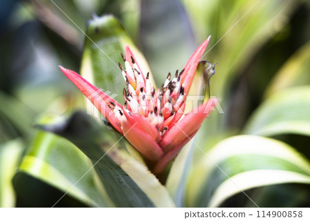 Pineapple red fruit Pineapple red fruit 114900858