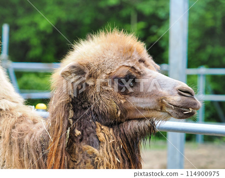 Profile of a Bactrian Camel 114900975