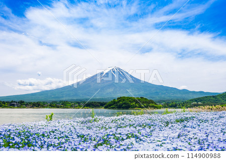 Mt. Fuji and Nemophila Spring Scene Mt. Fuji and Nemophila Spring Scene 114900988