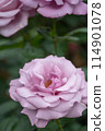 丁香玫瑰 114901078