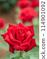 一朵紅玫瑰 114901092
