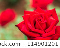 一朵紅玫瑰 114901201