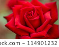 一朵紅玫瑰 114901232