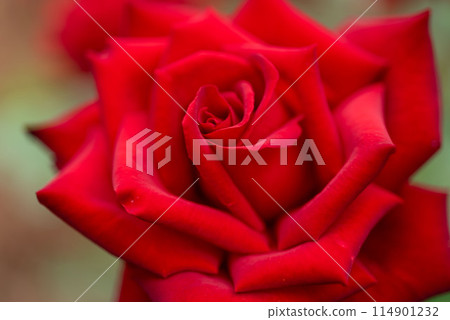一朵紅玫瑰 114901232