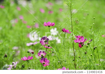 I saw a cosmos field someday 114901416