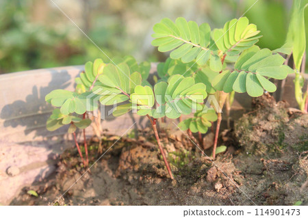 Phyllanthus debilis plant on jungle 114901473