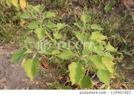 Physalis angulata plant on field 114901483