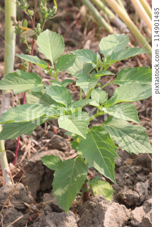 Physalis angulata plant on field 114901485