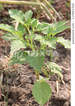 Physalis angulata plant on field 114901489