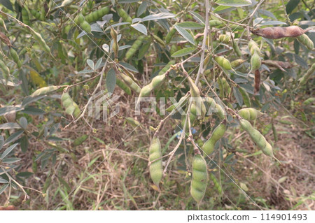Pigeon peas plant on farm for harvest 114901493