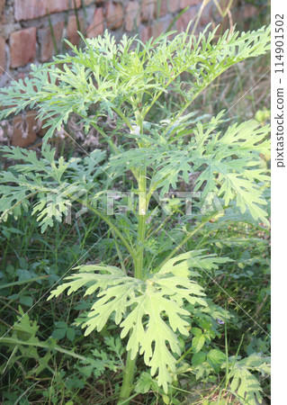 santa maria feverfew plant on jungle santa maria feverfew plant on jungle 114901502